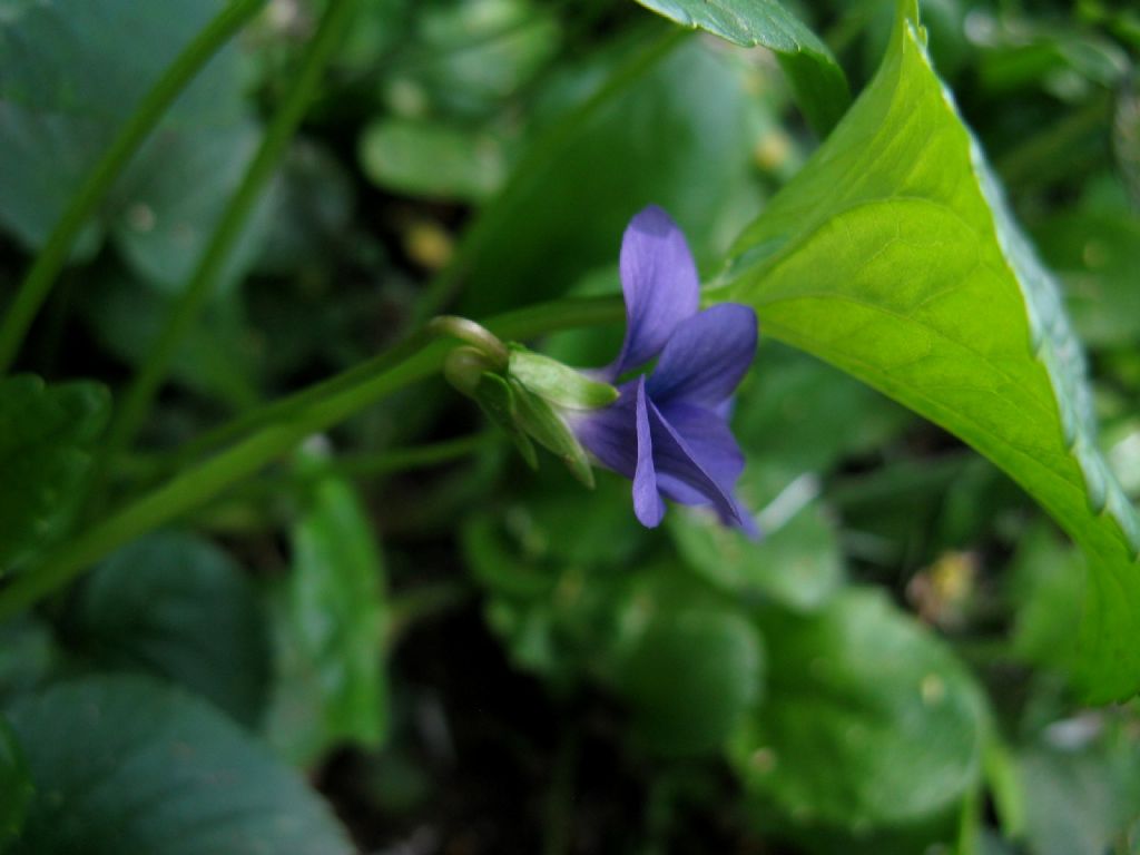 Viola riviniana? Viola sororia (ex cucullata)
