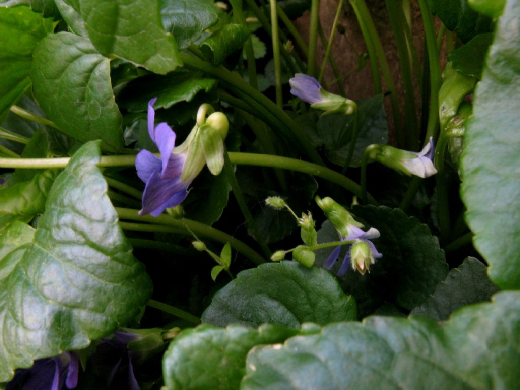 Viola riviniana? Viola sororia (ex cucullata)