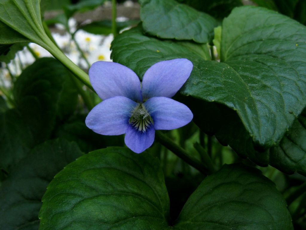 Viola riviniana? Viola sororia (ex cucullata)