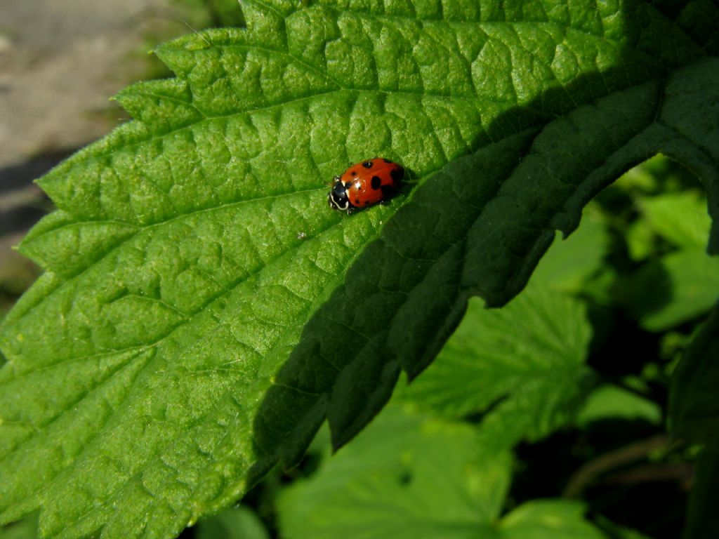 Harmonia axyridis? No, Hippodamia variegata