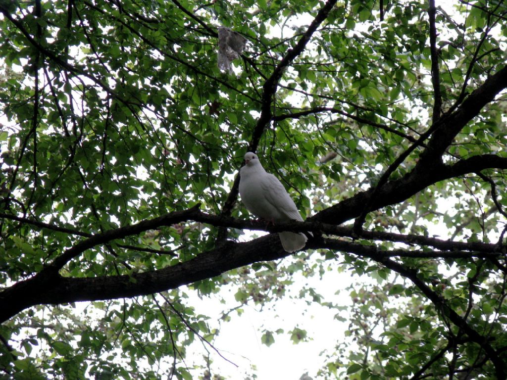 Columba livia ...bianca?