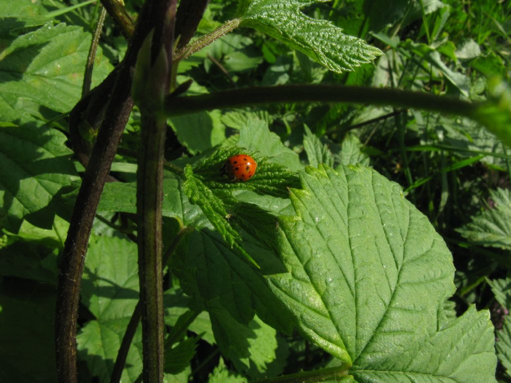 Harmonia axyridis? S.