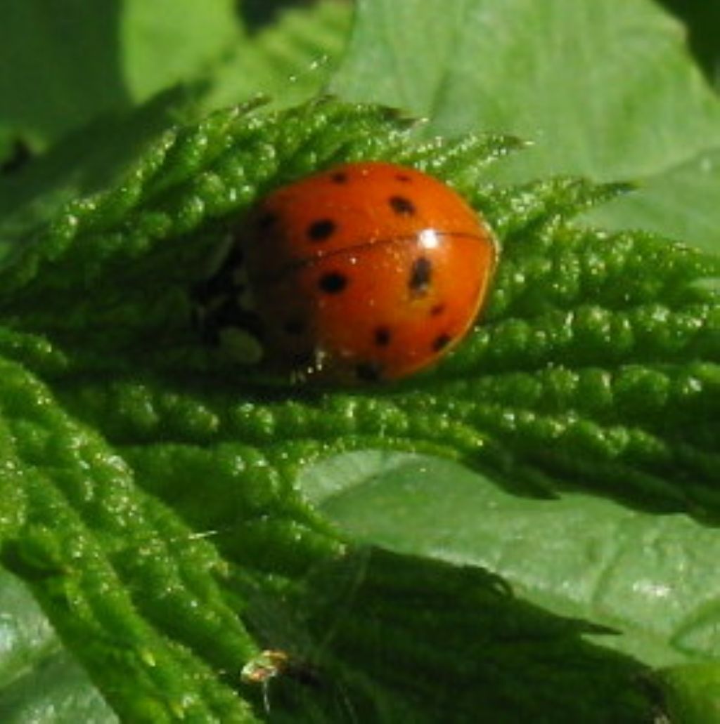 Harmonia axyridis? S.