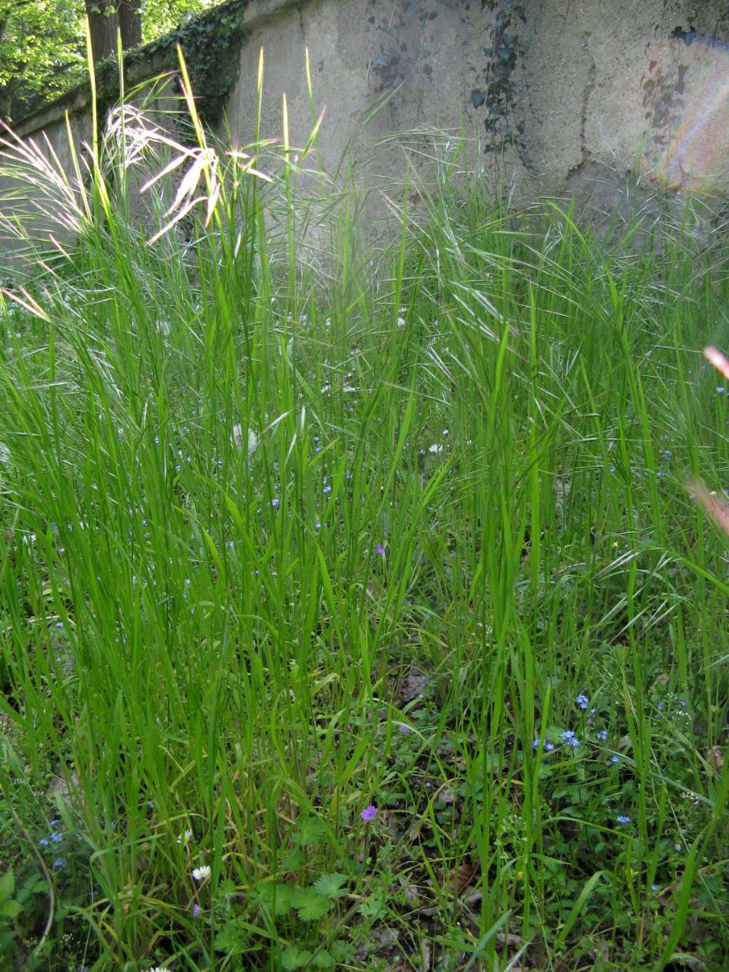 Poacea...? S,  Anisantha sp. (cfr.)