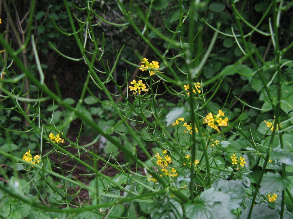 Brassicaceae: Barbarea vulgaris?  S