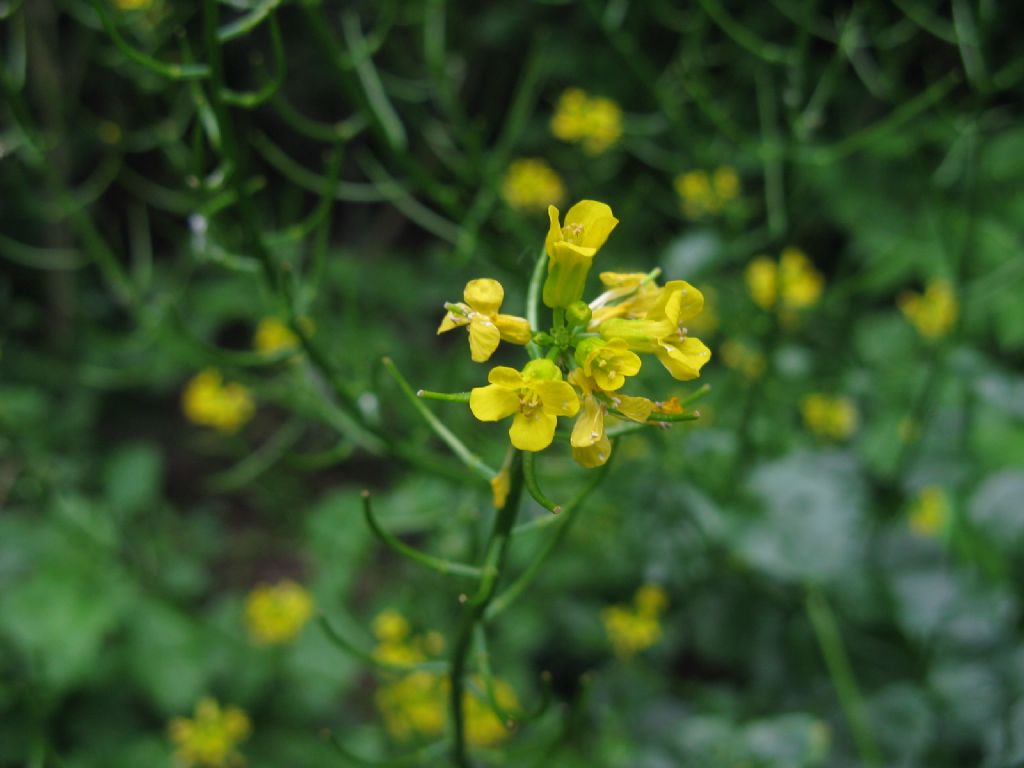 Brassicaceae: Barbarea vulgaris?  S