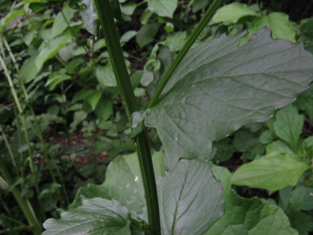 Brassicaceae: Barbarea vulgaris?  S