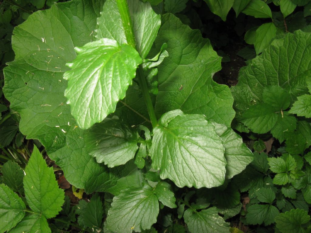 Brassicaceae: Barbarea vulgaris?  S