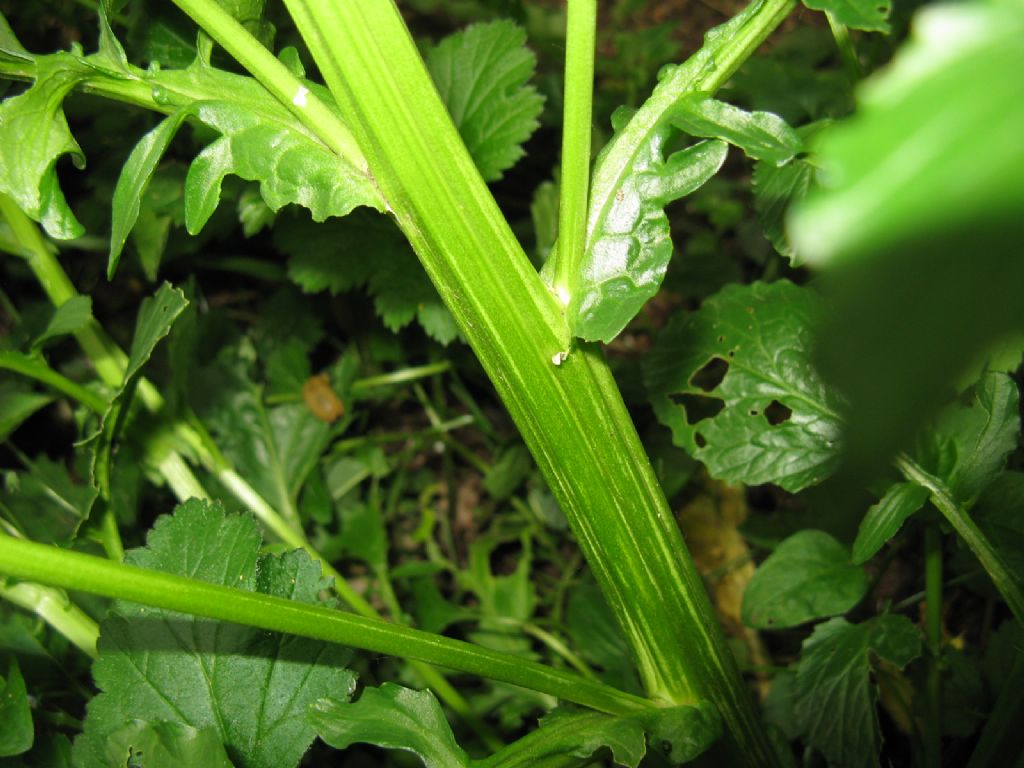 Brassicaceae: Barbarea vulgaris?  S