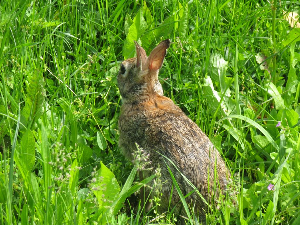 Coniglio...? Coniglio selvatico (Oryctolagus cuniculus)