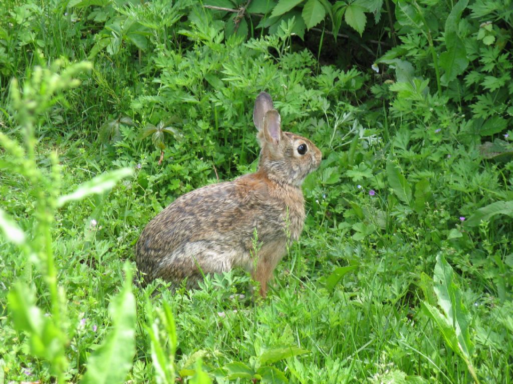 Coniglio...? Coniglio selvatico (Oryctolagus cuniculus)