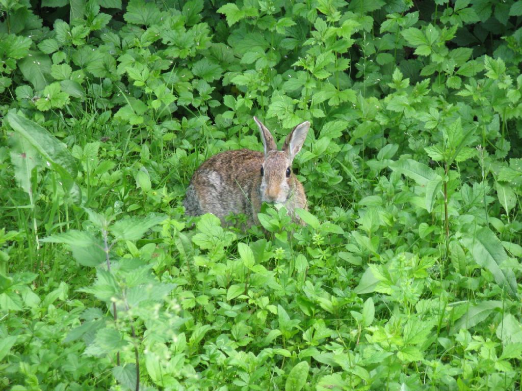 Coniglio...? Coniglio selvatico (Oryctolagus cuniculus)