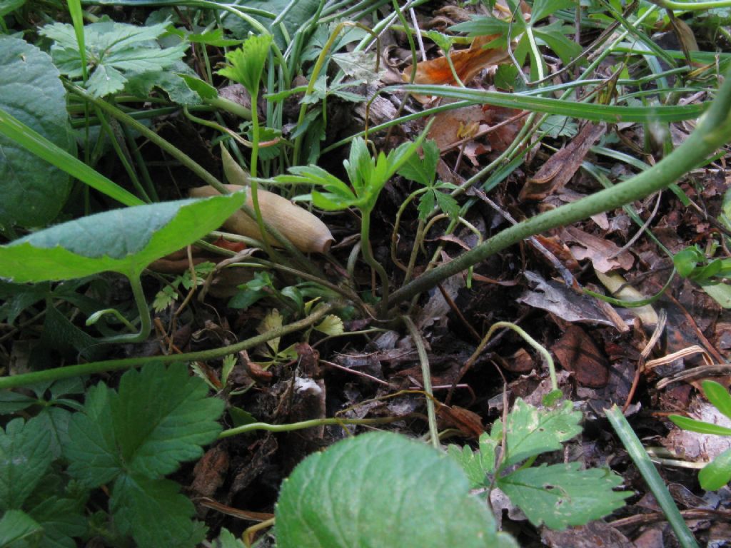 Ranuncolo alto:  Ranunculus lanuginosus