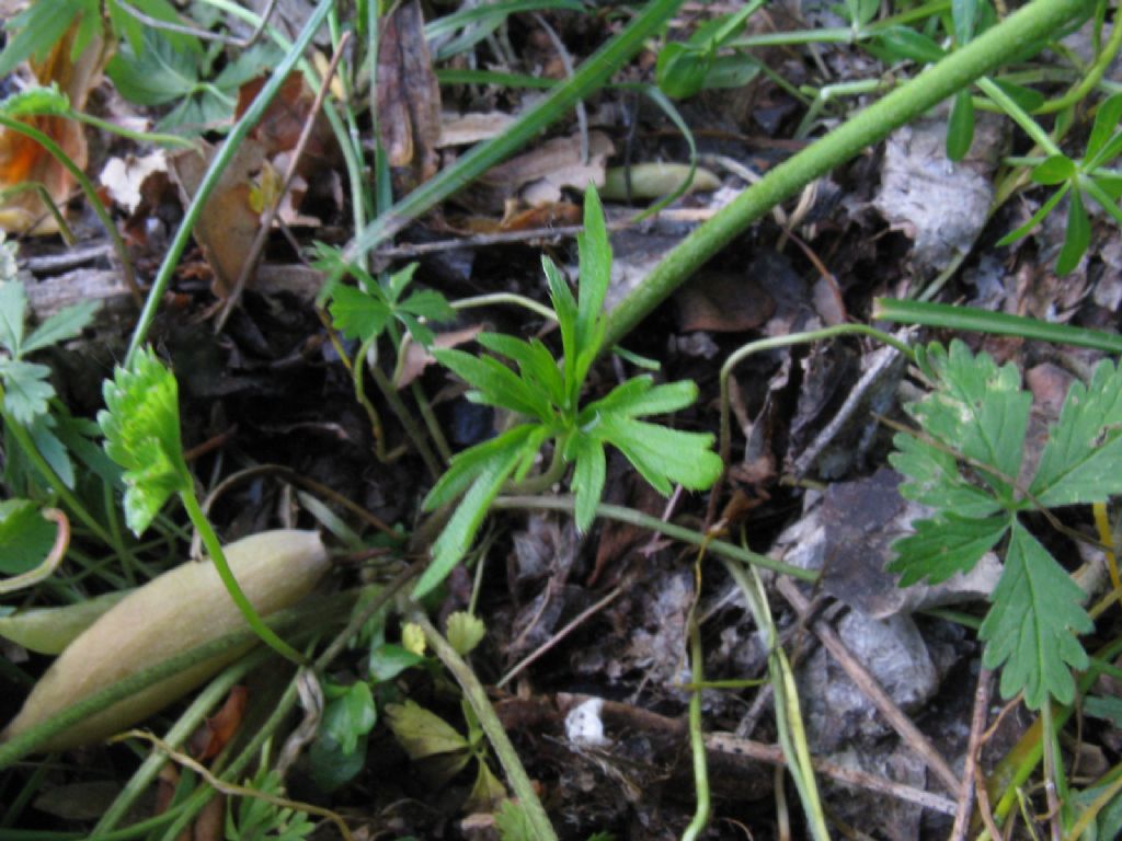 Ranuncolo alto:  Ranunculus lanuginosus