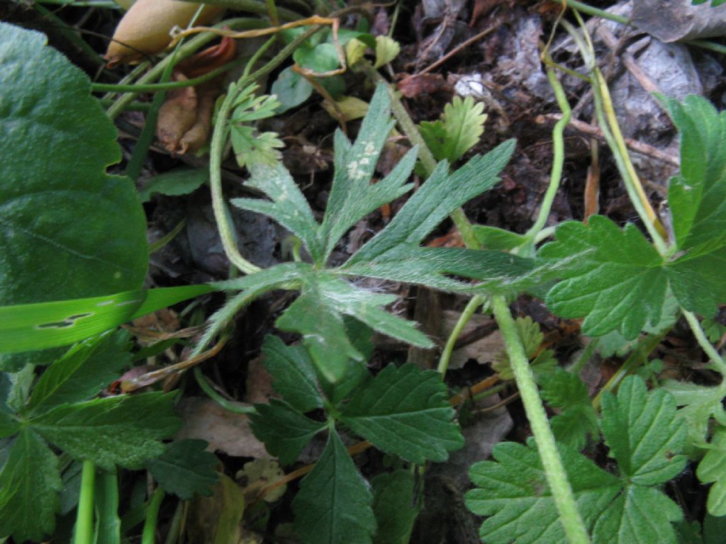 Ranuncolo alto:  Ranunculus lanuginosus