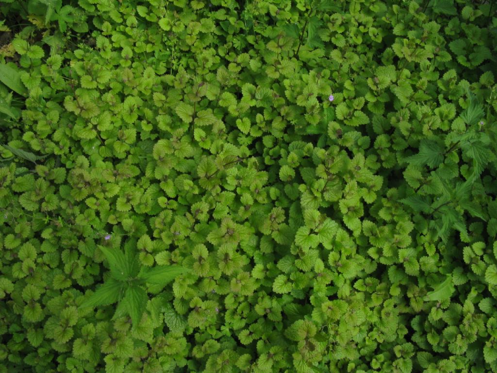 Melissa officinalis? No, Glechoma hederacea