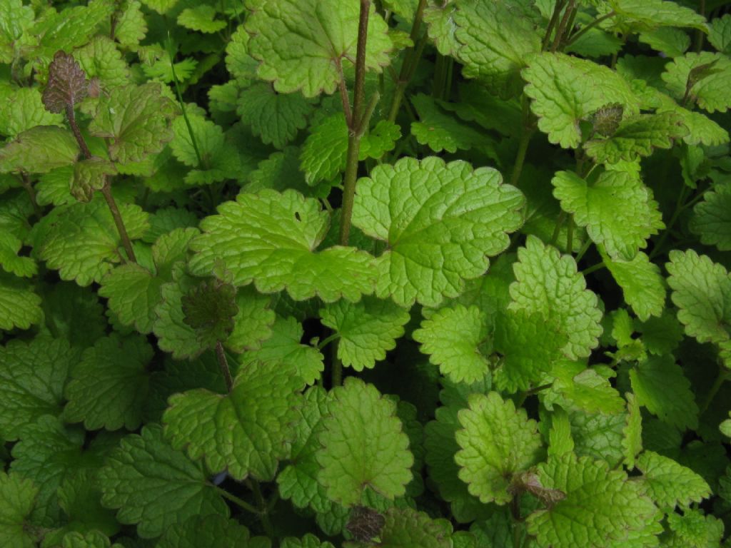 Melissa officinalis? No, Glechoma hederacea