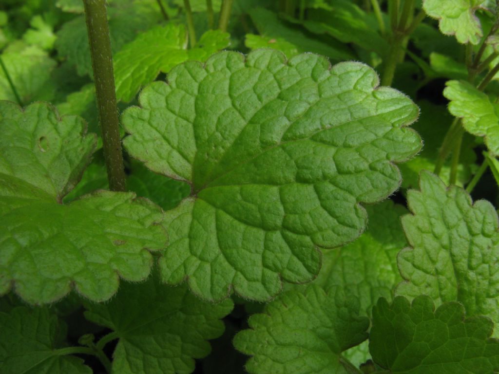 Melissa officinalis? No, Glechoma hederacea