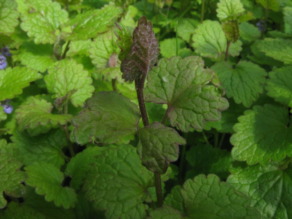 Melissa officinalis? No, Glechoma hederacea