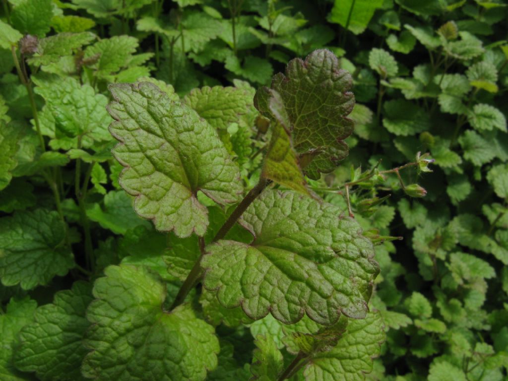 Melissa officinalis? No, Glechoma hederacea