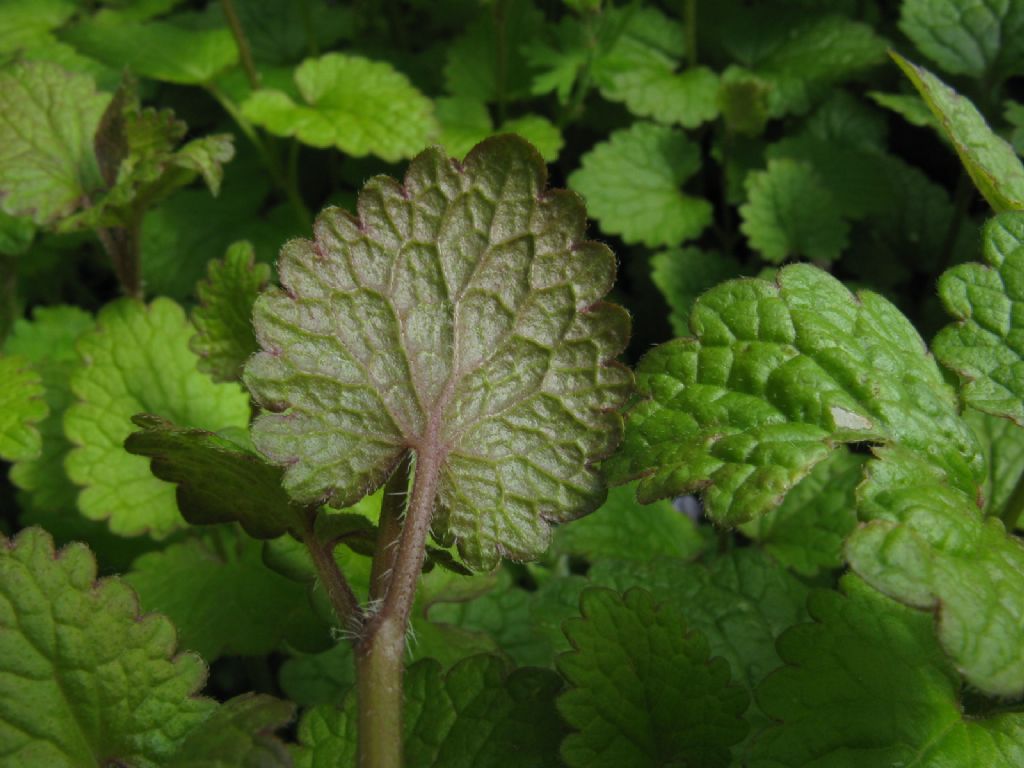 Melissa officinalis? No, Glechoma hederacea