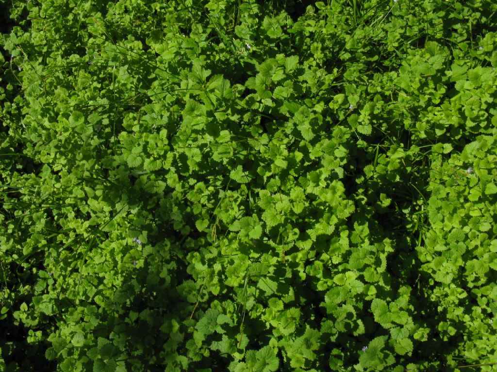 Melissa officinalis? No, Glechoma hederacea
