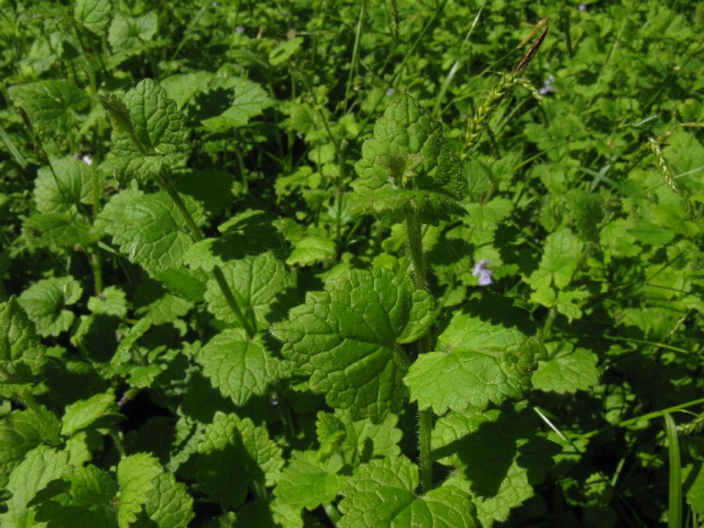 Melissa officinalis? No, Glechoma hederacea