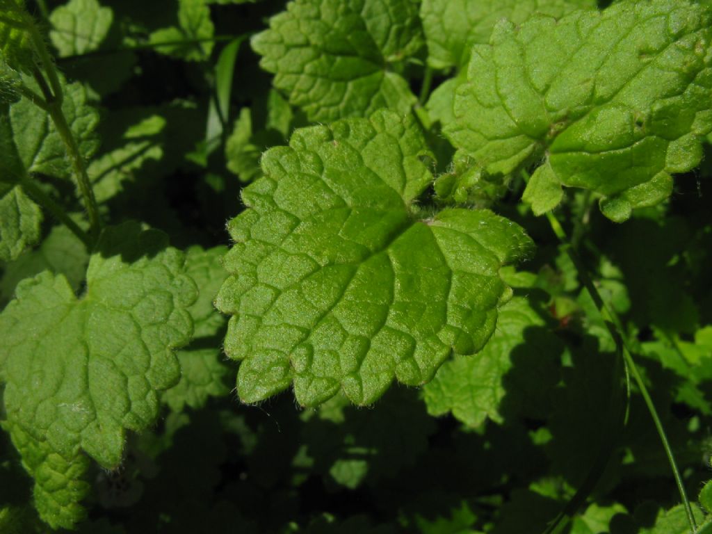 Melissa officinalis? No, Glechoma hederacea
