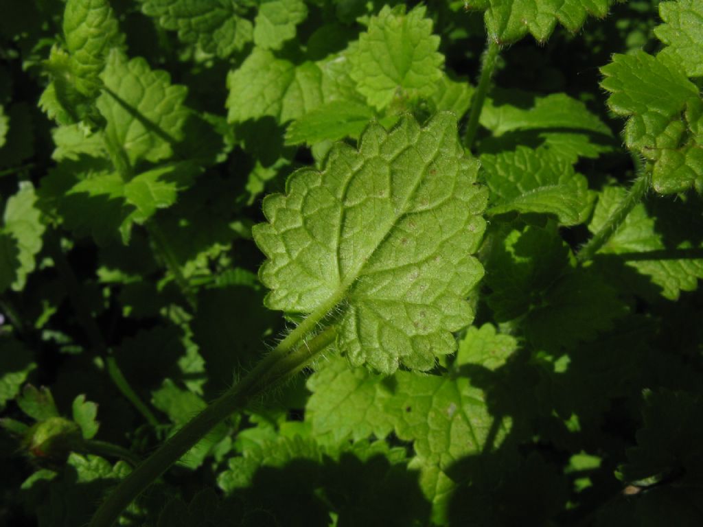 Melissa officinalis? No, Glechoma hederacea