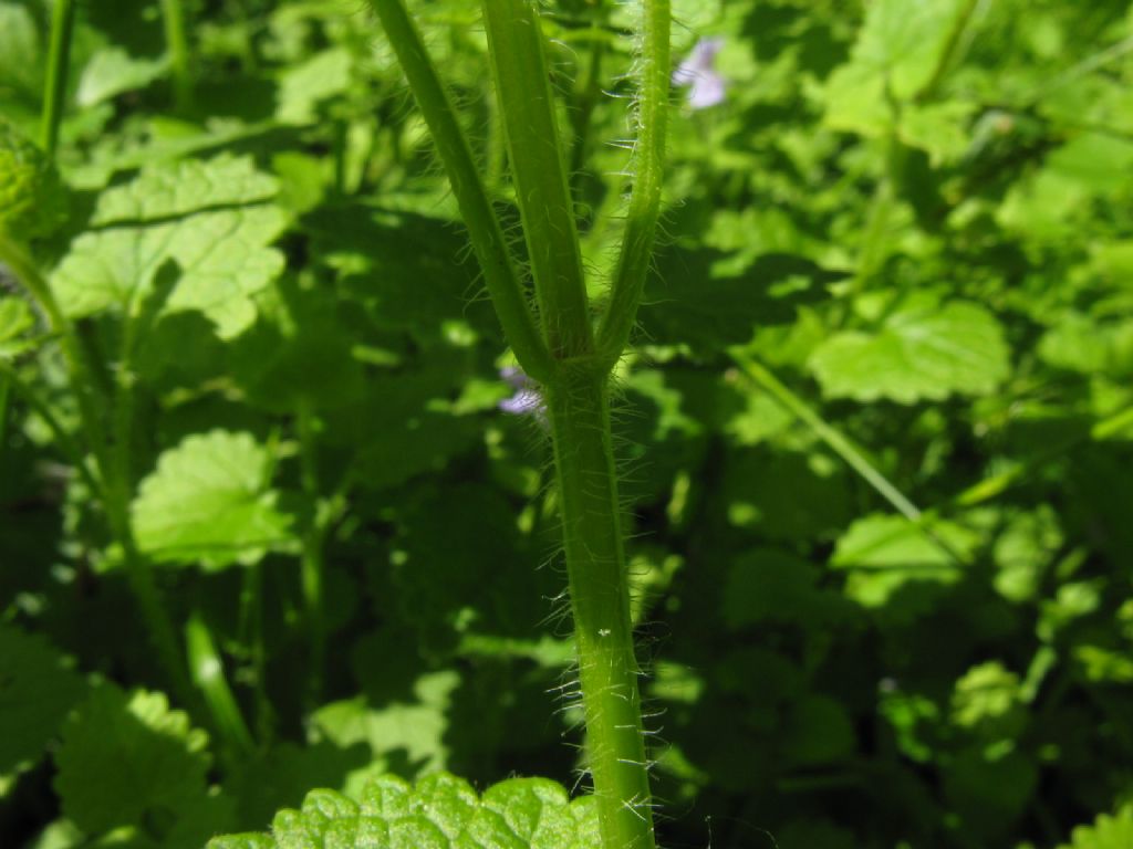 Melissa officinalis? No, Glechoma hederacea