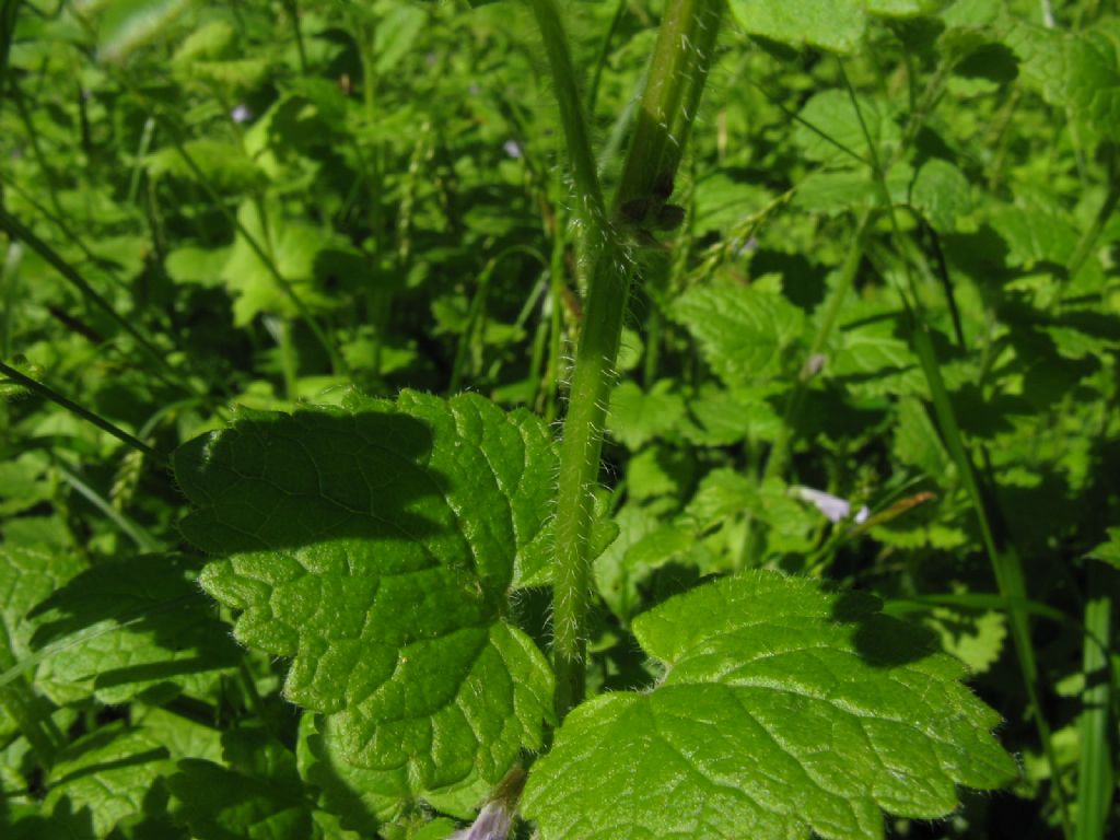 Melissa officinalis? No, Glechoma hederacea