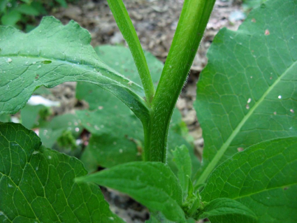 Symphytum  tuberosum o bulbosum? Symphytum officinale