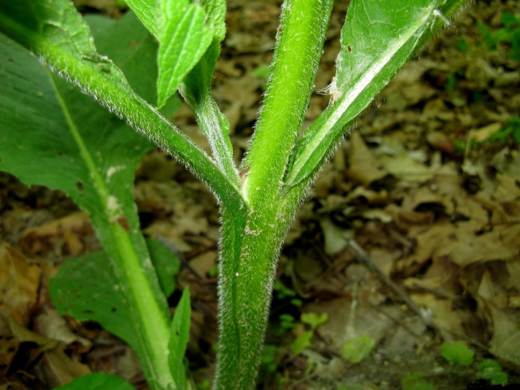 Symphytum  tuberosum o bulbosum? Symphytum officinale