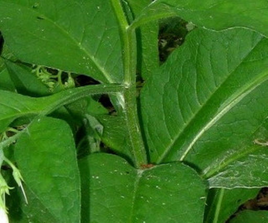 Symphytum  tuberosum o bulbosum? Symphytum officinale