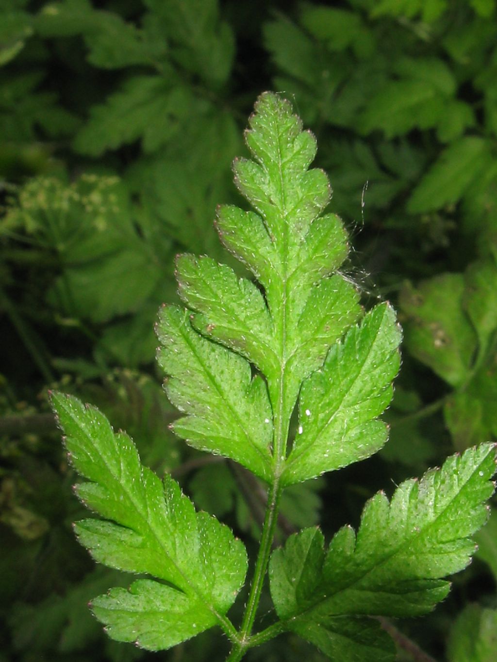 Anthriscus sylvestris (Apiaceae)