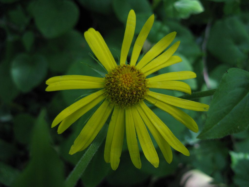 Doronicum columnae?  No,  Doronicum pardalianches