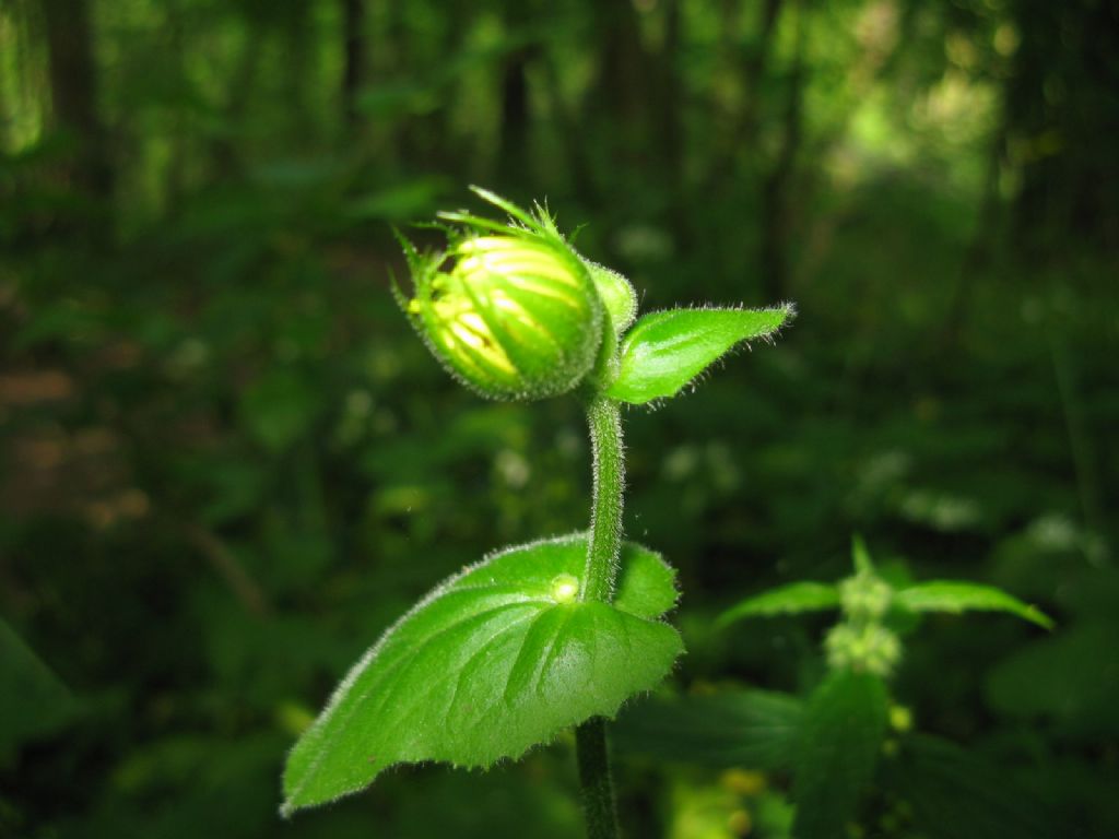 Doronicum columnae?  No,  Doronicum pardalianches