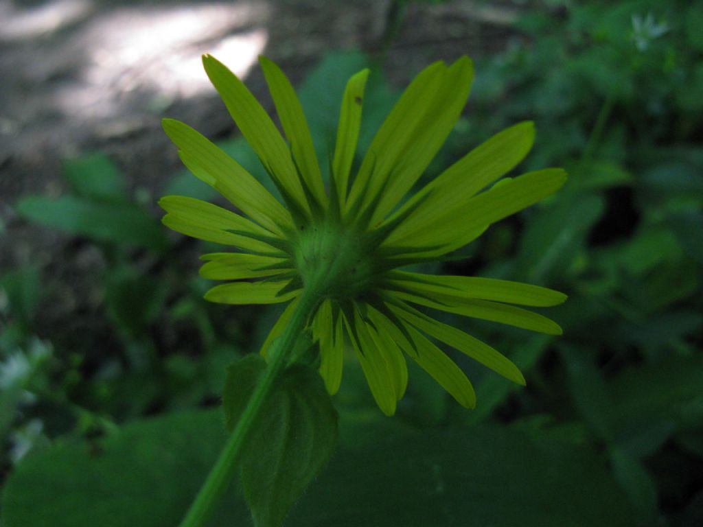 Doronicum columnae?  No,  Doronicum pardalianches