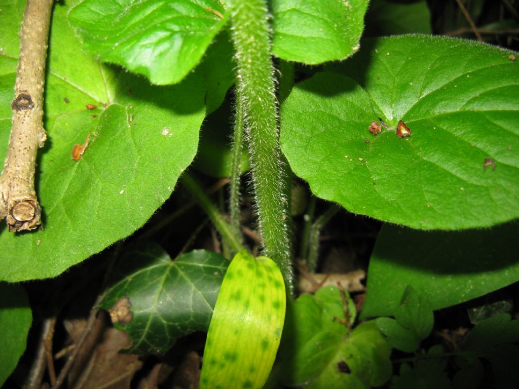 Doronicum columnae?  No,  Doronicum pardalianches