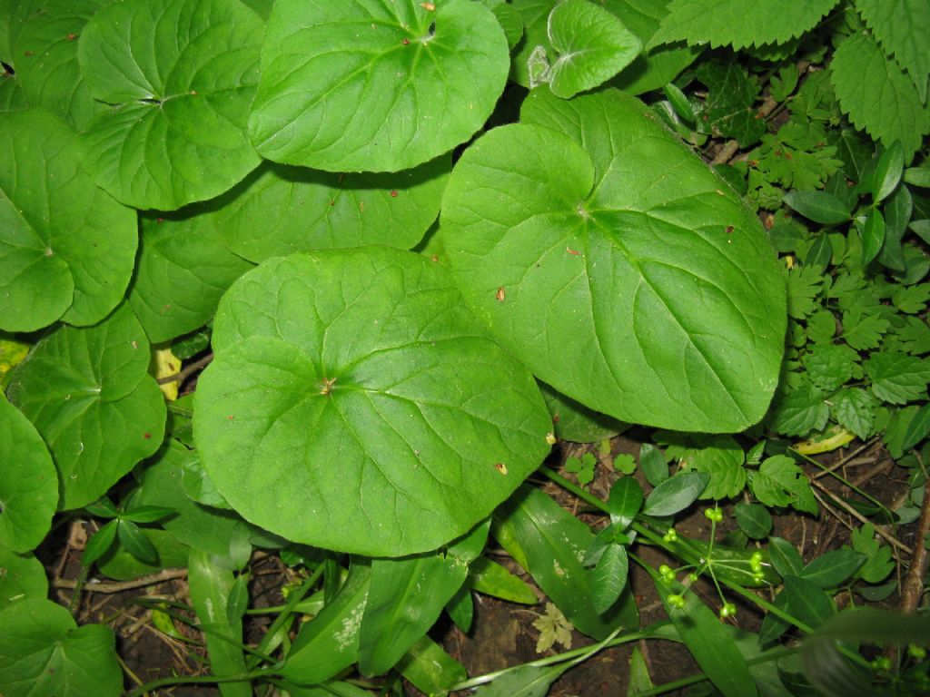 Doronicum columnae?  No,  Doronicum pardalianches