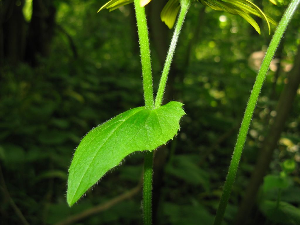 Doronicum columnae?  No,  Doronicum pardalianches