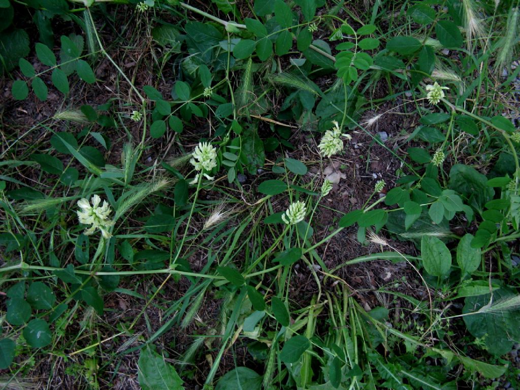 Astragalus glycyphyllos? S