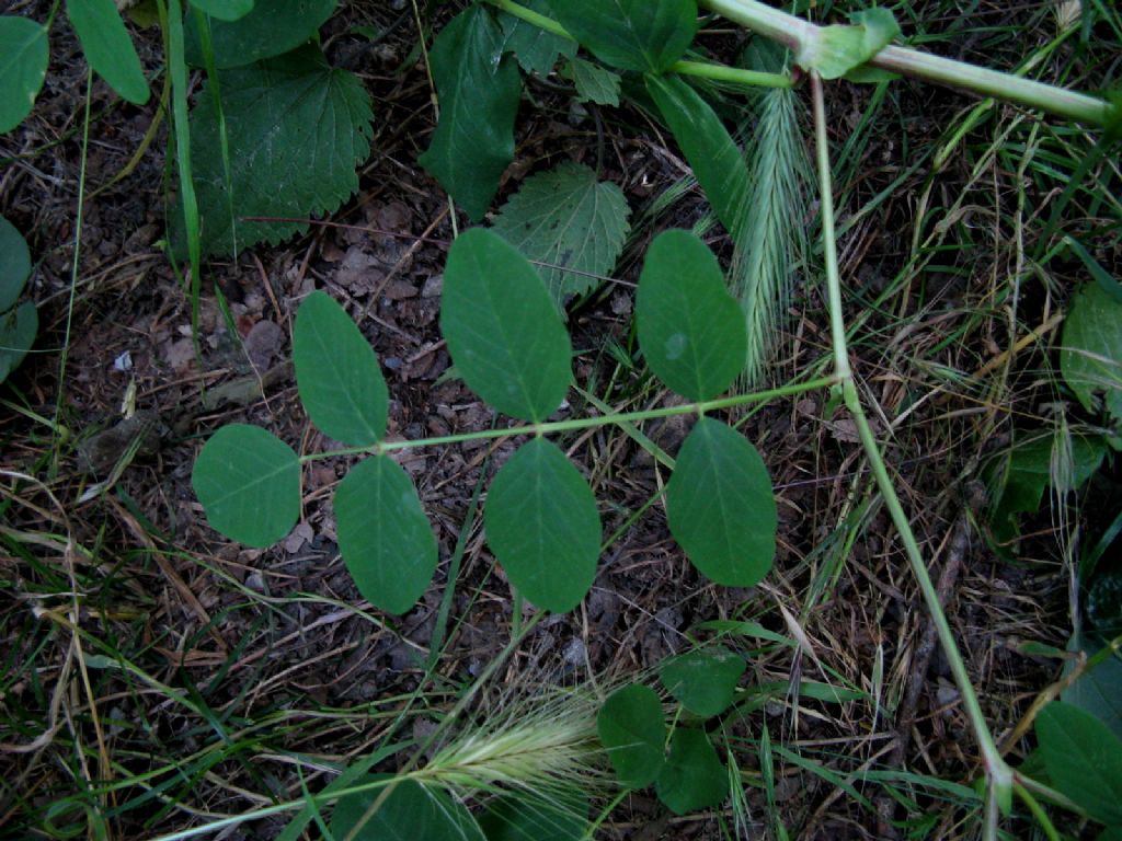 Astragalus glycyphyllos? S