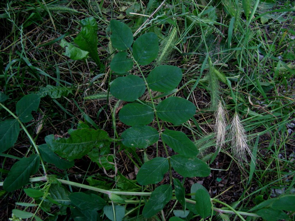 Astragalus glycyphyllos? S