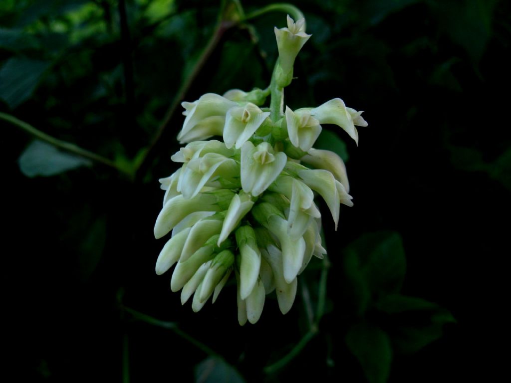 Astragalus glycyphyllos? S