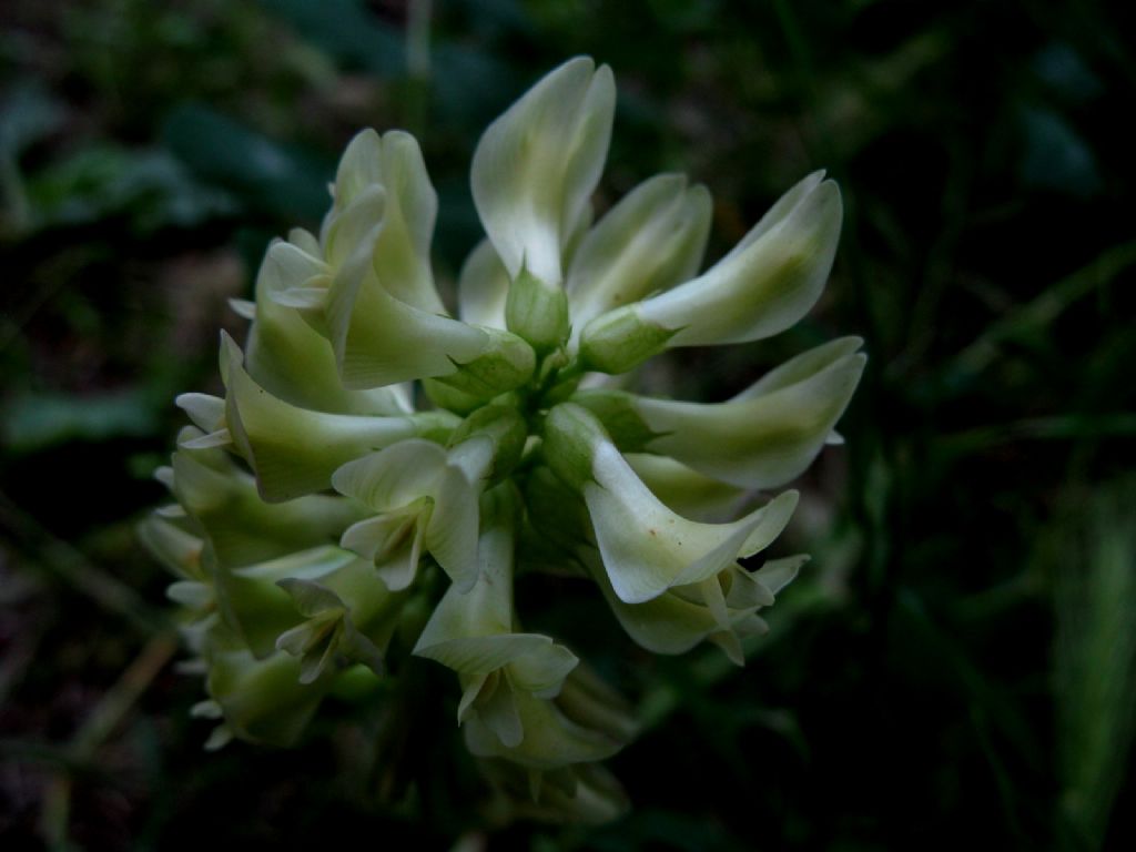 Astragalus glycyphyllos? S