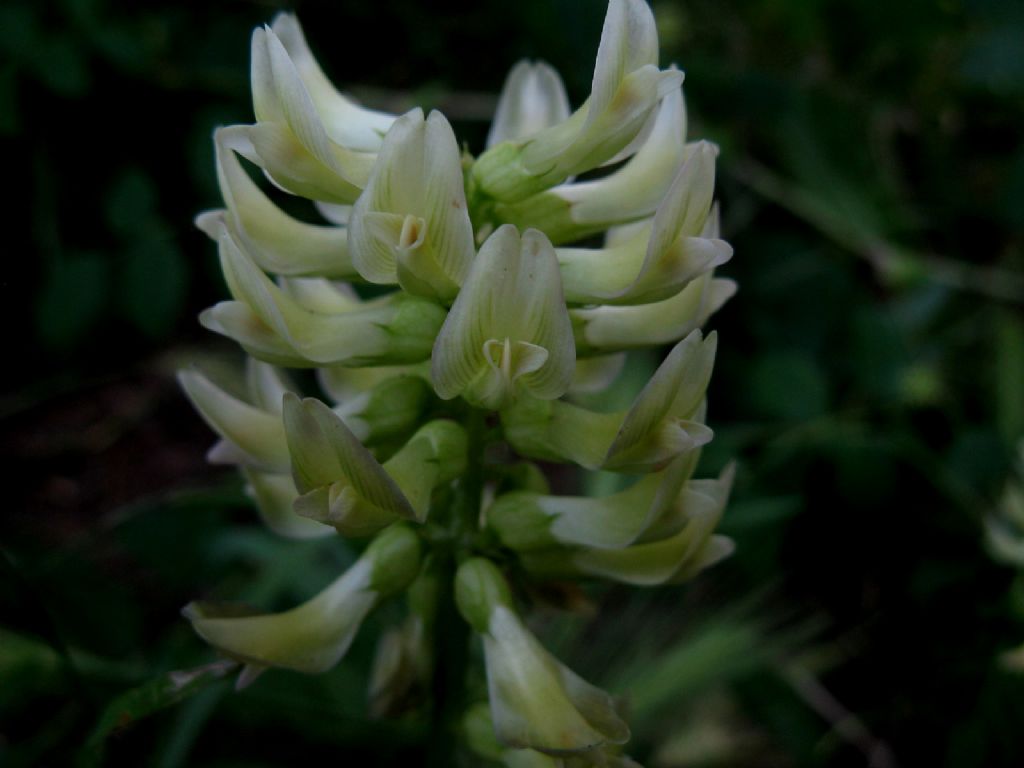 Astragalus glycyphyllos? S