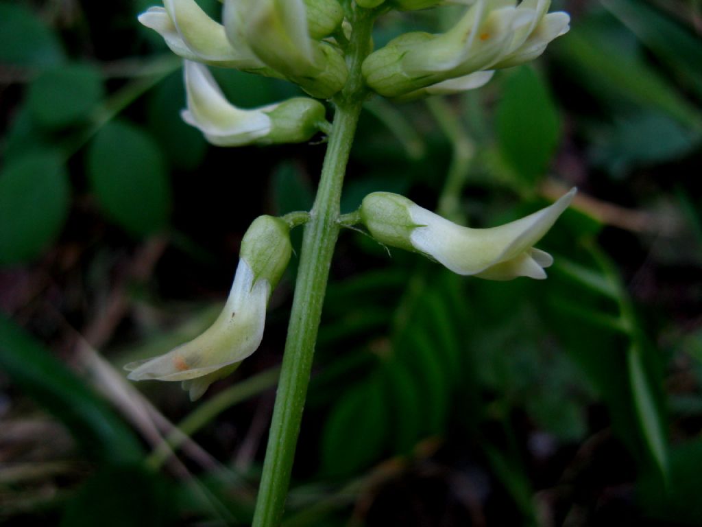 Astragalus glycyphyllos? S