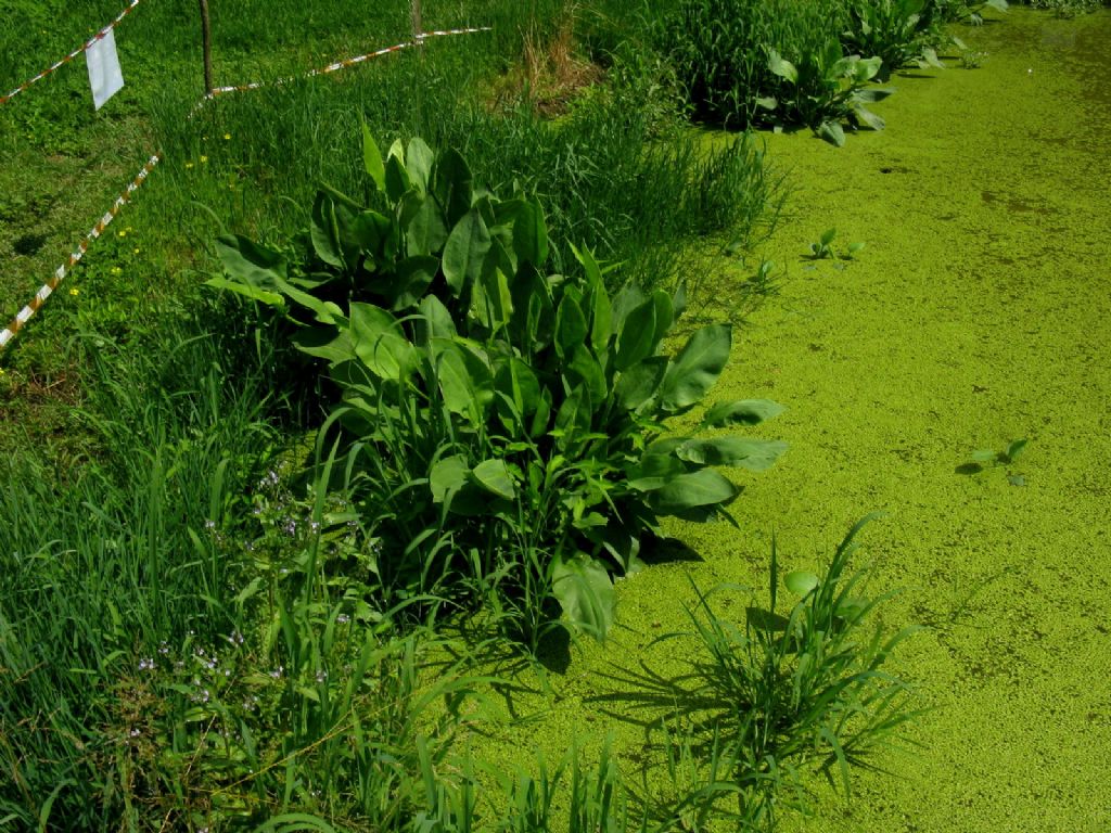 Alisma plantago-aquatica  (Alismataceae)