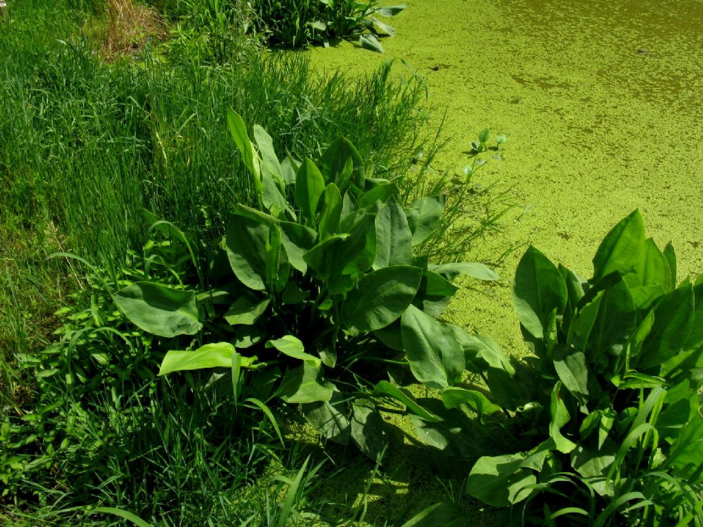 Alisma plantago-aquatica  (Alismataceae)